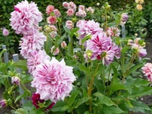 Как выкопать клубни георгинов и подготовить их к хранению. Когда выкапывать георгины осенью и как хранить их зимой? 12