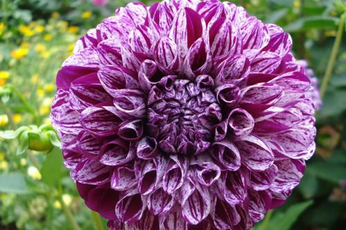 Георгины уход. Георгины посадка и уход в открытом грунте