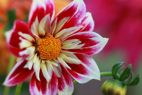 Георгины уход. Георгины посадка и уход в открытом грунте