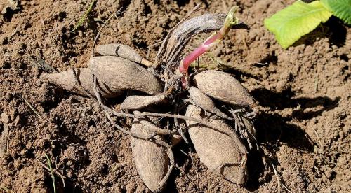 Как выкопать клубни георгинов и подготовить их к хранению. Когда выкапывать георгины осенью и как хранить их зимой? 30