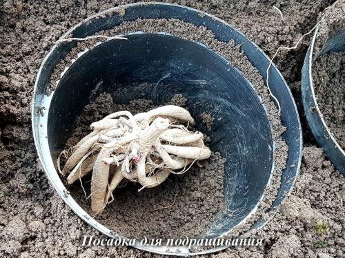 Как выкопать клубни георгинов и подготовить их к хранению. Когда выкапывать георгины осенью и как хранить их зимой? 24