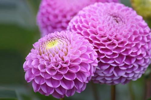 Георгины уход. Георгины посадка и уход в открытом грунте