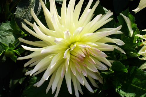 Георгины уход. Георгины посадка и уход в открытом грунте