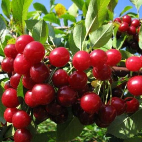 Вишня Молодежная. Описание сорта вишни Молодежная