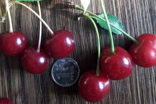 Харитоновская вишня. Основные характеристики сорта