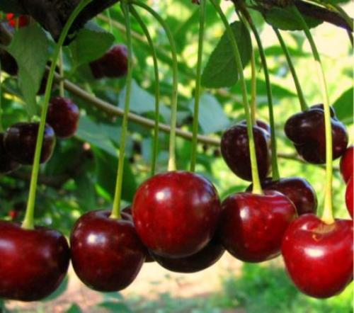 Вишня Молодежная. Описание сорта вишни Молодежная