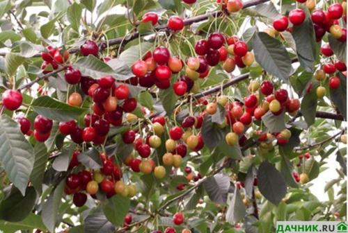 Вишня жуковская высота. Характеристики и описание сорта