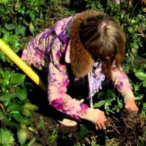 Как сохранить клубни георгинов на зиму. Как сохранить клубни георгинов зимой в домашних условиях 18