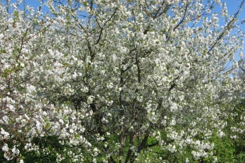 Вишня Харитоновская срок созревания. Основные характеристики сорта