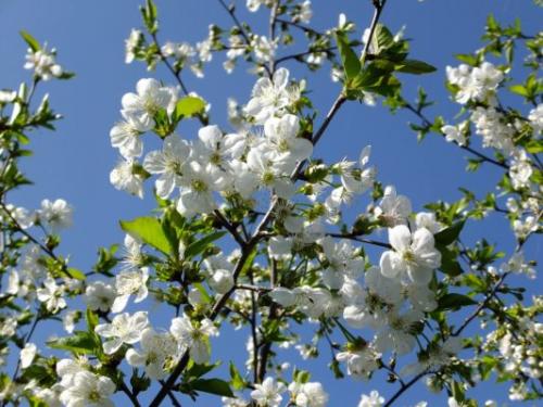 Низкорослые сорта вишни. Низкорослые и карликовые самоплодные вишни