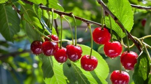 Можно ли сажать черешню рядом с вишней. Что посадить рядом с черешней?