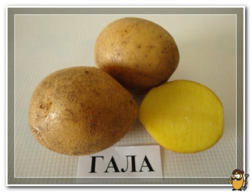 Картофель Гала когда копать. Основные характеристики