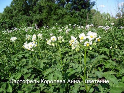 Картофель Королева Анна: описание, преимущества, отзывы, видео, выращивание