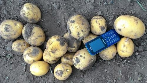 Картофель Гала характеристики. Описание и особенности сорта