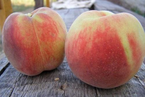 Персик дециус описание сорта. Самые лучшие сорта персиков с фото и описанием