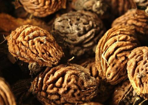 Как вырастить персик из косточки пошаговая инструкция. Правила выбора посадочного материала: какие персиковые косточки подходят для посадки