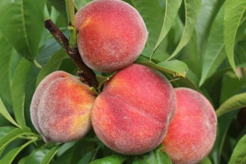 Персик дециус описание сорта. Самые лучшие сорта персиков с фото и описанием