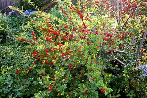 Чем отличается войлочная вишня от обыкновенной. Войлочная вишня: лучшие сорта для приусадебного участка