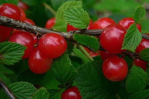 Чем отличается войлочная вишня от обыкновенной. Войлочная вишня: лучшие сорта для приусадебного участка