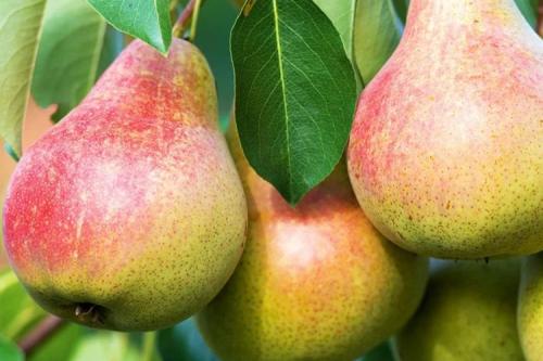 Зимние сорта груш. 40 сортов груш по регионам c описанием и фото