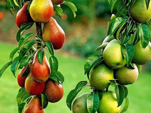 Зимние сорта груш. 40 сортов груш по регионам c описанием и фото