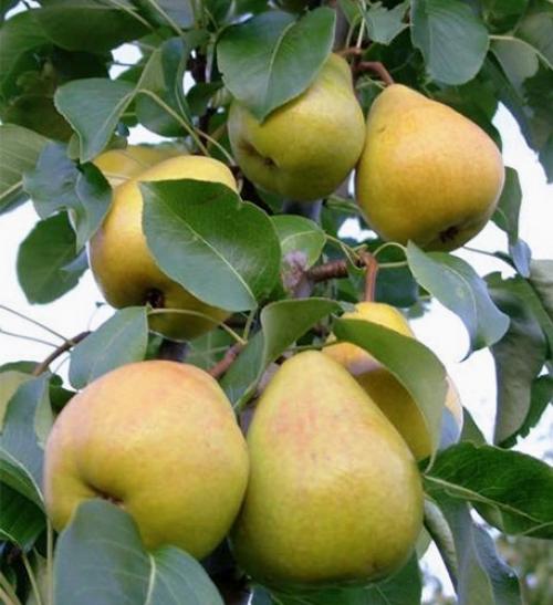 Зимний сорт груши для подмосковья. Лучшие сорта груш для подмосковья с фото и описанием: ранние, поздние, зимние