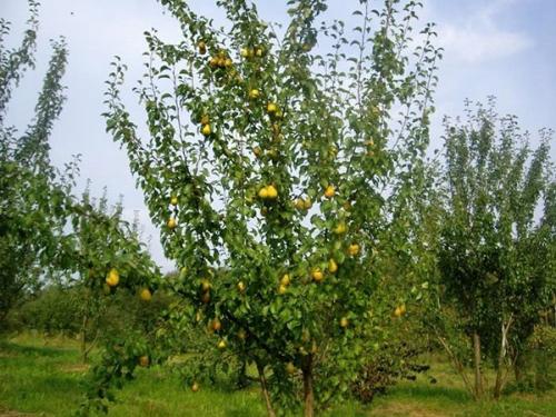 Зимний сорт груши для подмосковья. Лучшие сорта груш для подмосковья с фото и описанием: ранние, поздние, зимние