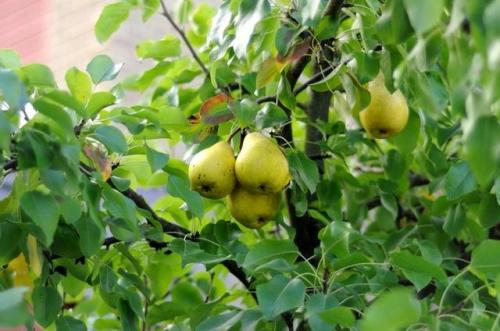 Зимний сорт груши для подмосковья. Лучшие сорта груш для подмосковья с фото и описанием: ранние, поздние, зимние