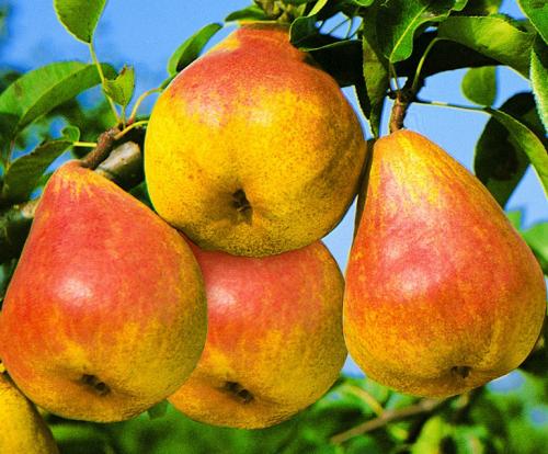 Зимние сорта груш. 40 сортов груш по регионам c описанием и фото