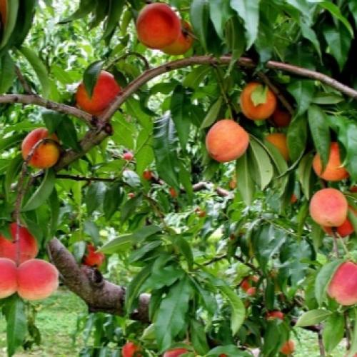 Персик лорд максима описание сорта. Самые лучшие сорта персиков с фото и описанием 08