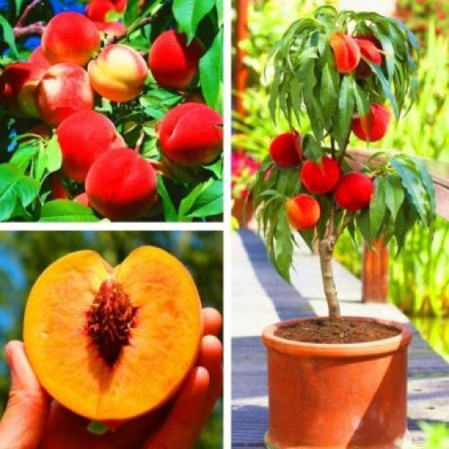 Персик лорд максима описание сорта. Самые лучшие сорта персиков с фото и описанием 09