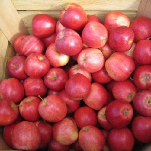 Как хранить яблоки сорта Лобо. Характеристика сорта