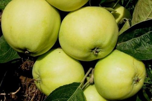 Летние красные яблоки сорта. Летние сорта