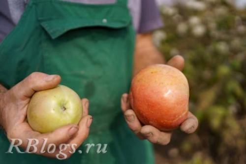 Летние яблоки сорта для Подмосковья. Ранние сорта яблонь для Подмосковья
