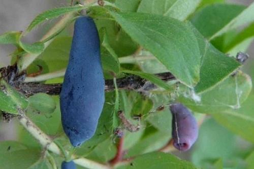 Жимолость опылители таблица. Лучшие сорта жимолости на любой вкус