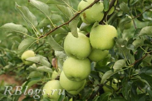 Летние яблоки сорта для Подмосковья. Ранние сорта яблонь для Подмосковья