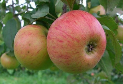 Летние яблоки сорта. Добавление статьи в новую подборку 01 Летние яблоки сорта. Добавление статьи в новую подборку 01