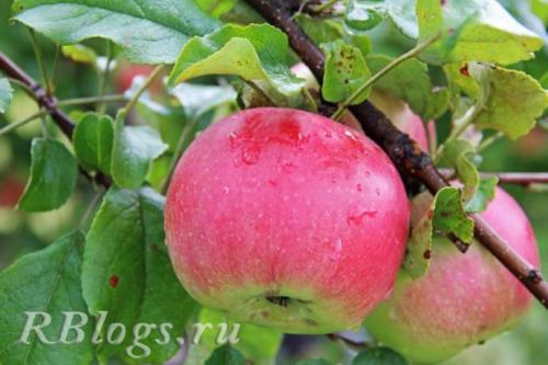 Летние яблоки сорта для Подмосковья. Ранние сорта яблонь для Подмосковья