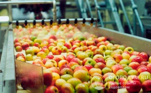 Летние яблоки сорта для ростовской области. Летние сорта яблок
