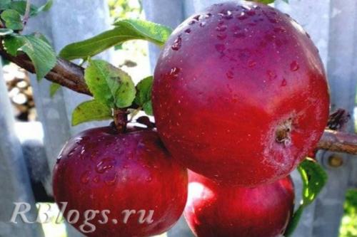 Летние яблоки сорта для Подмосковья. Ранние сорта яблонь для Подмосковья