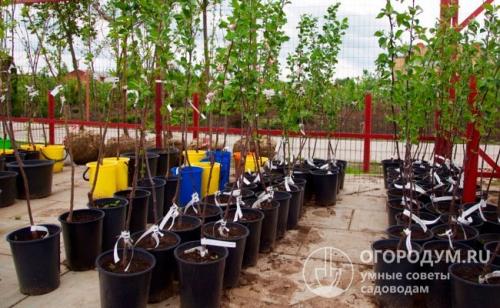 Летние яблоки сорта для ростовской области. Летние сорта яблок