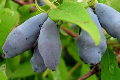 Жимолость опылители таблица. Лучшие сорта жимолости на любой вкус