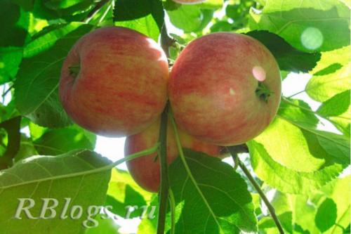 Летние яблоки сорта для Подмосковья. Ранние сорта яблонь для Подмосковья