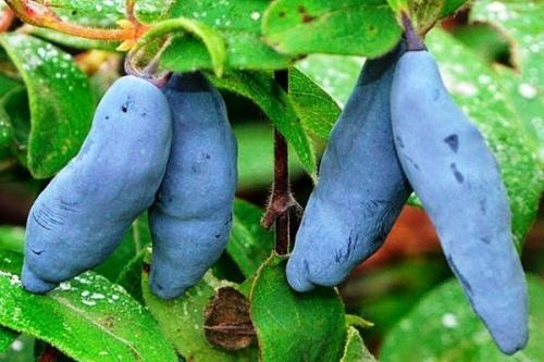 Жимолость опылители таблица. Лучшие сорта жимолости на любой вкус