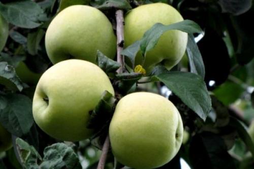 Летние красные яблоки сорта. Летние сорта