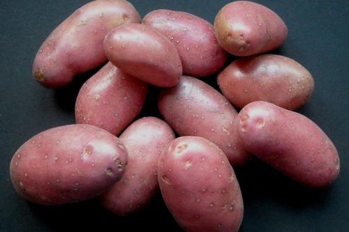 Картофель Беллароза википедия. Описание сорта картофеля Беллароза