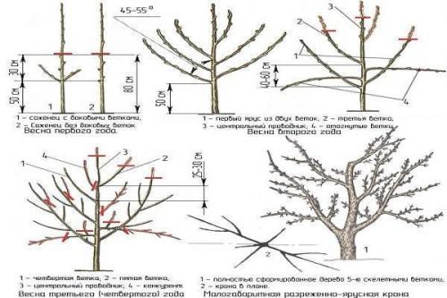 Уход за яблонями на карликовом подвое: основные принципы и рекомендации 01 Уход за яблонями на карликовом подвое: основные принципы и рекомендации 01