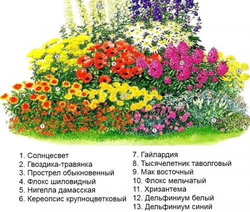 Клумба из многолетников для начинающих схемы. Готовые схемы красивых клумб разной формы из многолетних цветов в Подмосковье для начинающих