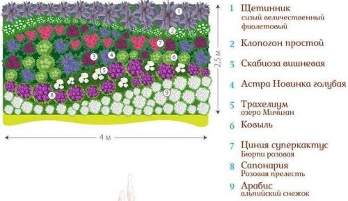 Клумба из многолетников для начинающих схемы. Готовые схемы красивых клумб разной формы из многолетних цветов в Подмосковье для начинающих