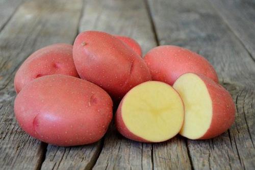 Белароссо картофель описание. Описание сорта и фото 15 Белароссо картофель описание. Описание сорта и фото 15